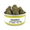 garanimals strain